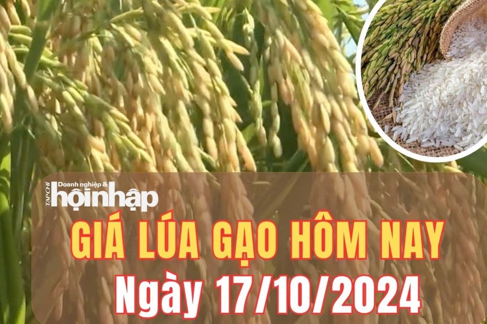 Giá lúa gạo hôm nay 17/10/2024: Giá gạo quay đầu giảm 100 đồng/kg