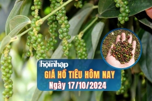 Giá hồ tiêu hôm nay 17/10/2024: Giá hồ tiêu trong nước tăng 1.000 đồng/kg