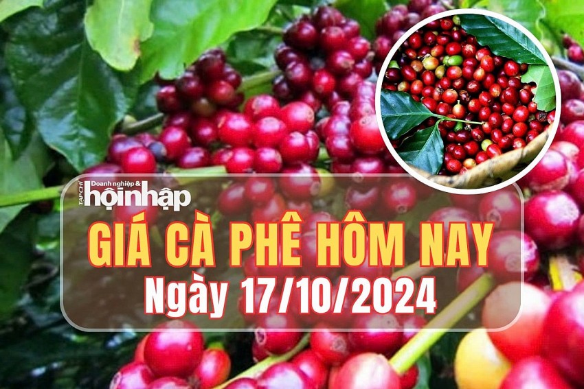 Giá cà phê hôm nay 17/10/2024: