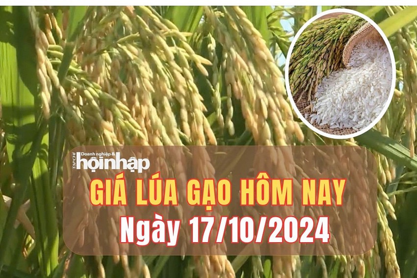 Giá lúa gạo hôm nay 17/10/2024: