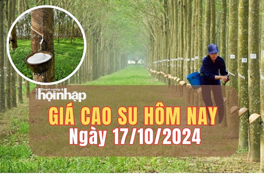 Giá cao su hôm nay 17/10/2024: