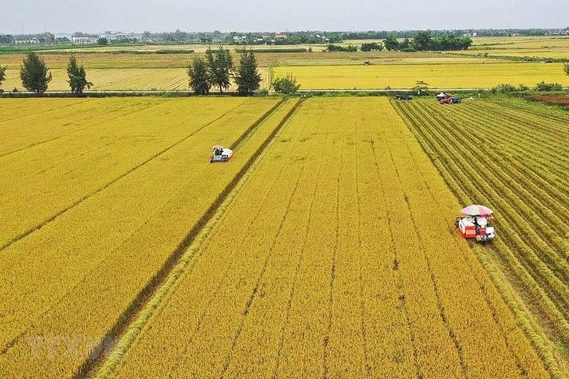 Ngân hàng Nhà nước đồng hành cùng sự phát triển bền vững lúa gạo vùng Đồng bằng sông Cửu Long