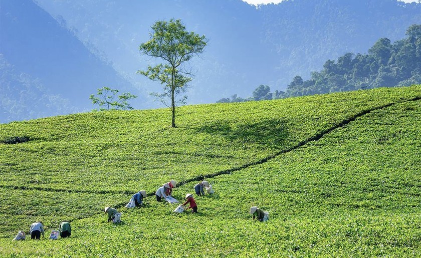 Thái Nguyên tạo “đòn bẩy” cho sự phát triển nông nghiệp