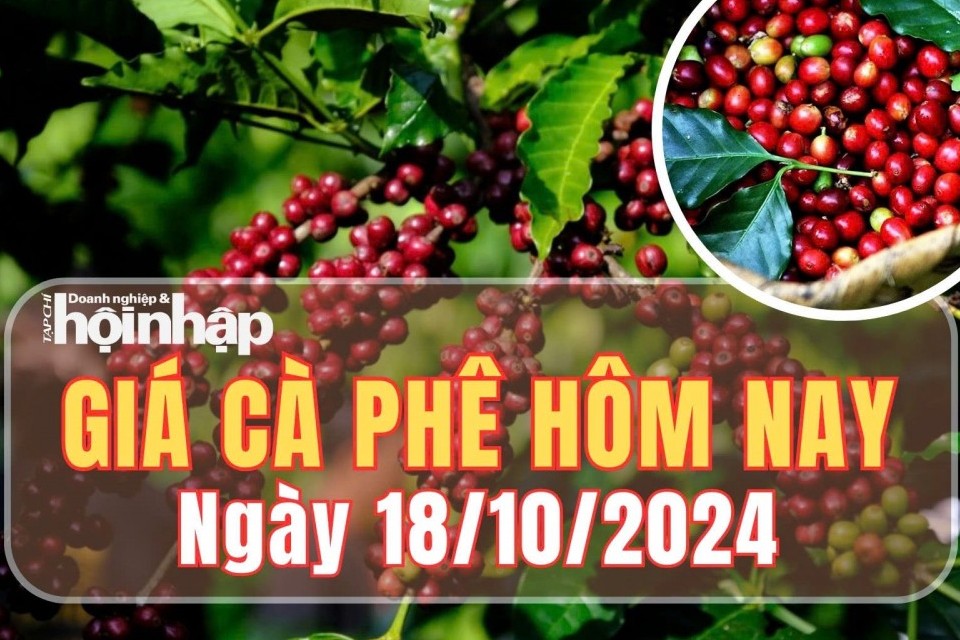 Giá cà phê hôm nay 18/10/2024: Cà phê trong nước tiếp đà giảm 500 đồng/kg