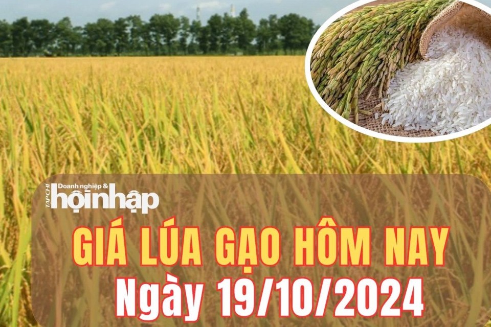 Giá lúa gạo hôm nay 19/10/2024: Giá gạo xuất khẩu giảm 3 USD/tấn