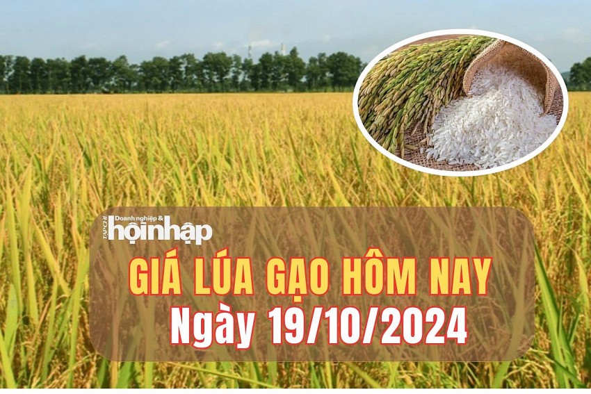 Giá lúa gạo hôm nay 19/10/2024: