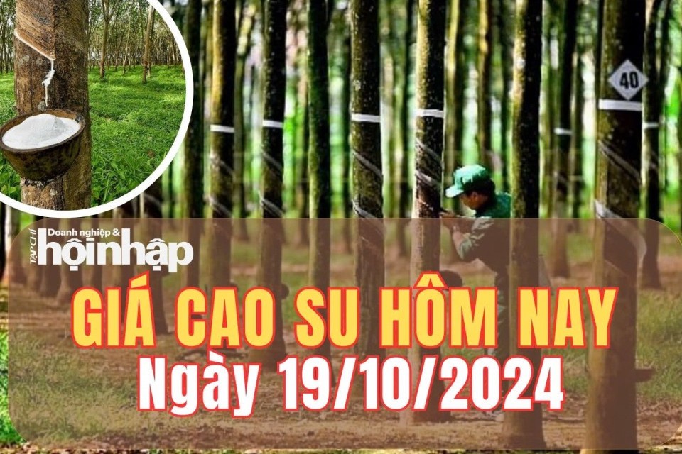 Giá cao su hôm nay 19/10/2024: Giá cao su trong nước ổn định