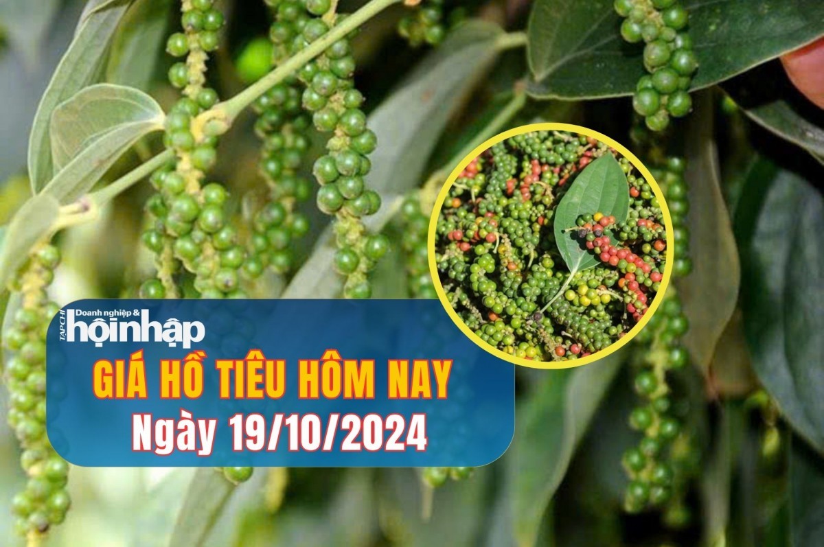 Giá tiêu hôm nay 19/10/2024: Giá tiêu trong nước đồng loạt giảm 1.000 đồng/kg