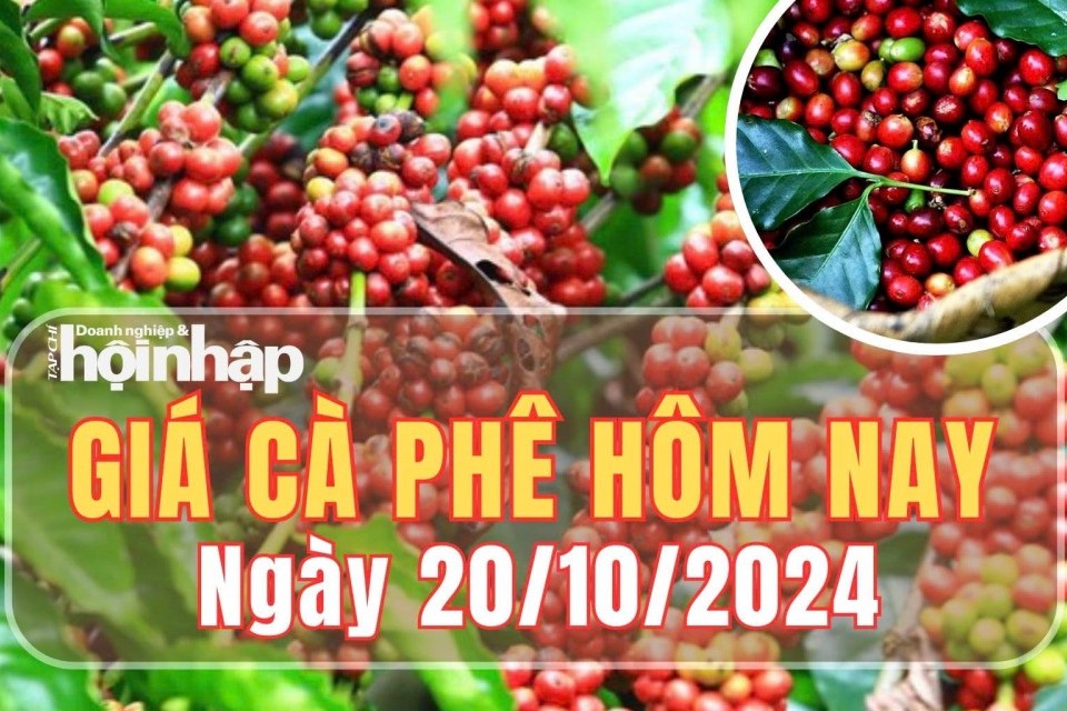 Giá cà phê hôm nay 20/10/2024: Giá cà phê tăng 17 USD/tấn, ở mức 4.702 USD/tấn