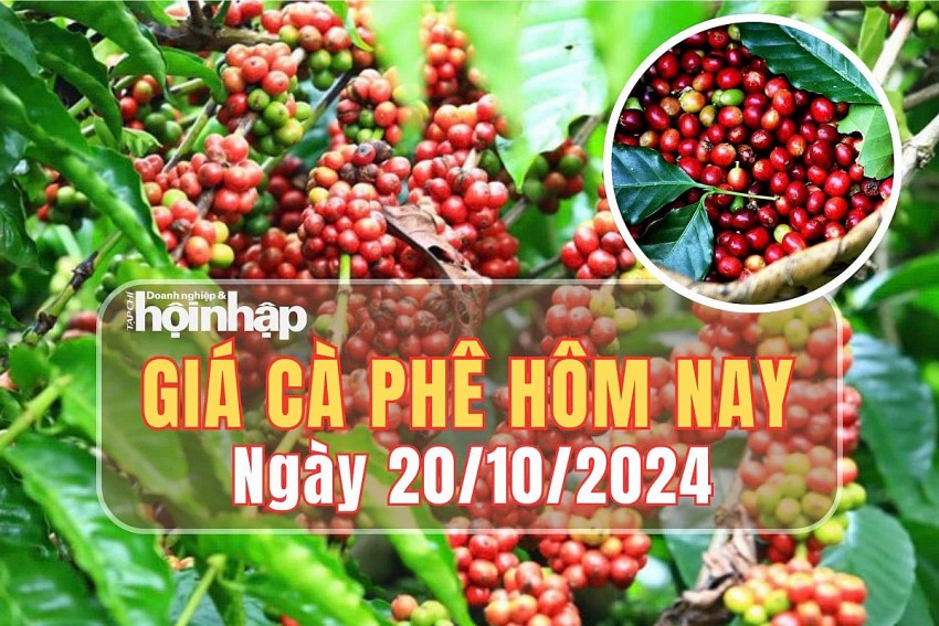 Giá cà phê hôm nay 20/10/2024: