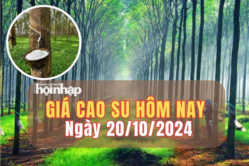 Giá cao su hôm nay 20/10/2024: