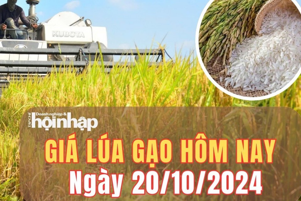 Giá lúa gạo hôm nay 20/10/2024: Giá gạo trong nước và xuất khẩu đi ngang