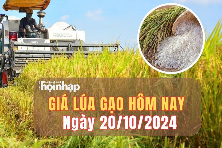 Giá lúa gạo hôm nay 20/10/2024: