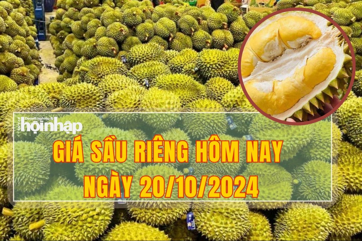 Giá sầu riêng hôm nay 20/10: Sầu riêng Thái tiếp tục lên giá