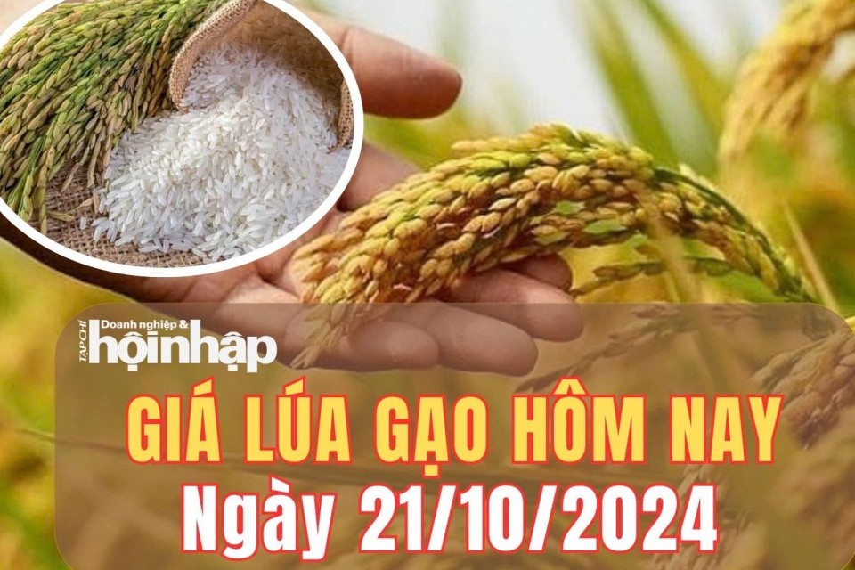 Giá lúa gạo hôm nay 21/10/2024: Giá gạo giữ vững ổn định