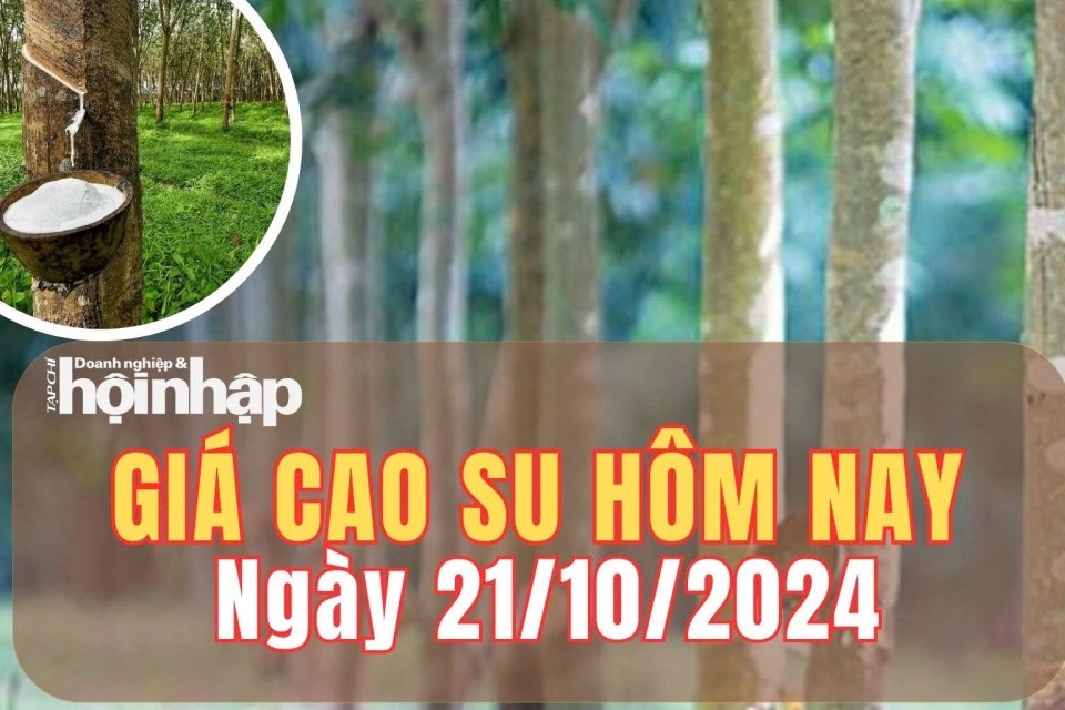 Giá cao su hôm nay 21/10/2024: Tiếp đà ổn định ở trong nước và thế giới