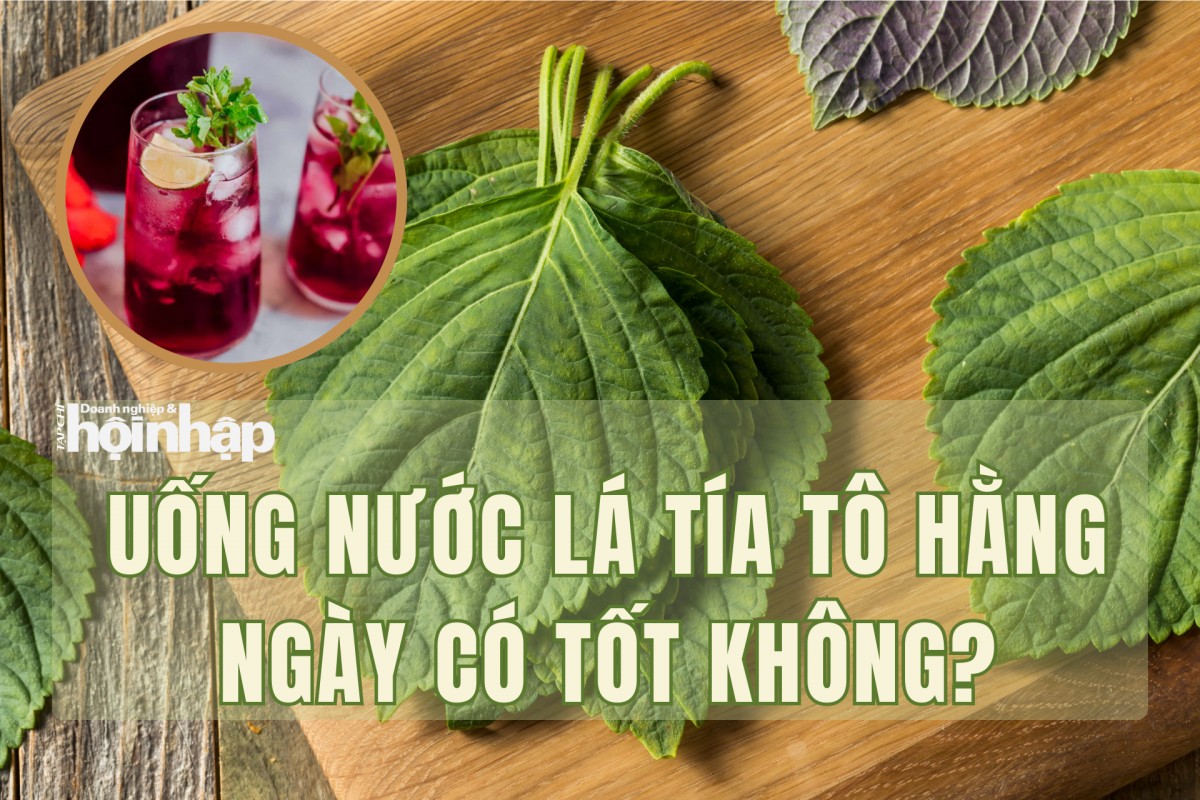 Uống nước lá tía tô hằng ngày có tốt không?