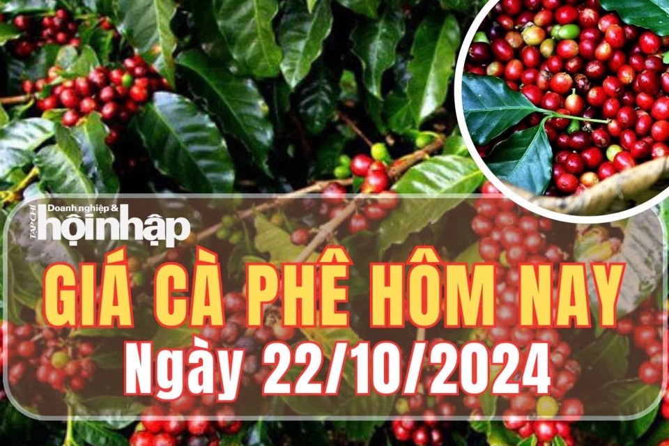 Giá cà phê hôm nay 22/10/2024: Giá cà phê trong nước tăng nhẹ 100 đồng/kg