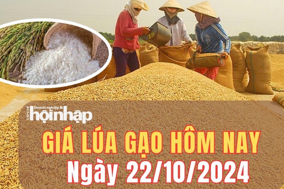 Giá lúa gạo hôm nay 22/10/2024: Giá gạo nguyên liệu và gạo thành phẩm tăng 50 - 100 đồng/kg