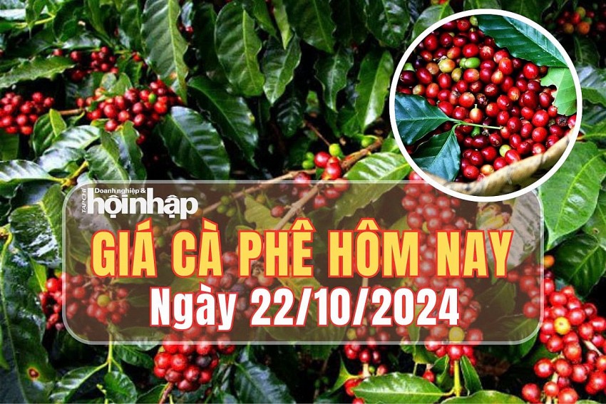 Giá cà phê hôm nay 22/10/2024: