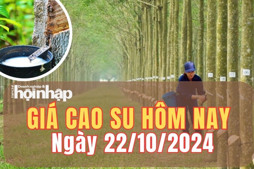 Giá cao su hôm nay 22/10/2024: Giá cao su trên sàn SHFE tăng 0,89%