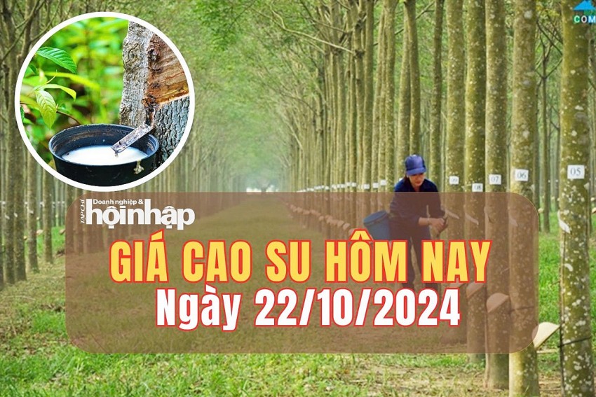 Giá cao su hôm nay 22/10/2024: