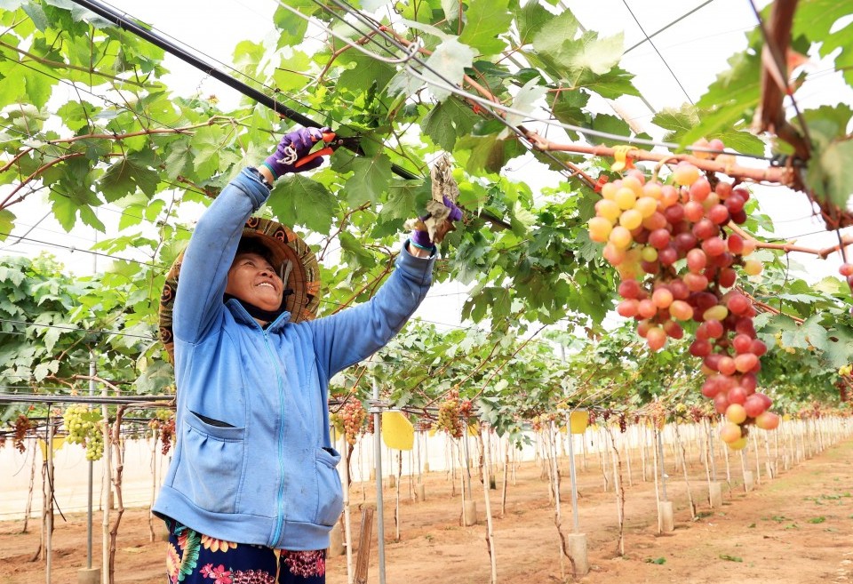 Bước tiến quan trọng cho mô hình kinh tế nông nghiệp tại Bình Thuận