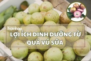 Lợi ích dinh dưỡng từ quả vú sữa