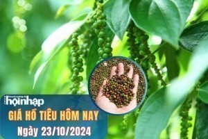 Giá tiêu hôm nay 23/10: Giá tiêu Gia Lai tăng nhẹ, tiêu thế giới giảm