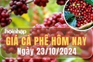 Giá cà phê hôm nay 23/10/2024: Cà phê thế giới giữ vững đà giảm