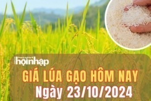 Giá lúa gạo hôm nay 23/10/2024: Giá gạo trong nước giữ đà tăng nhẹ 50 đồng/kg