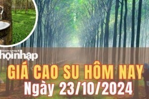 Giá cao su hôm nay 23/10/2024: Giá cao su trên sàn SHFE và Tocom – Tokyo tăng nhẹ