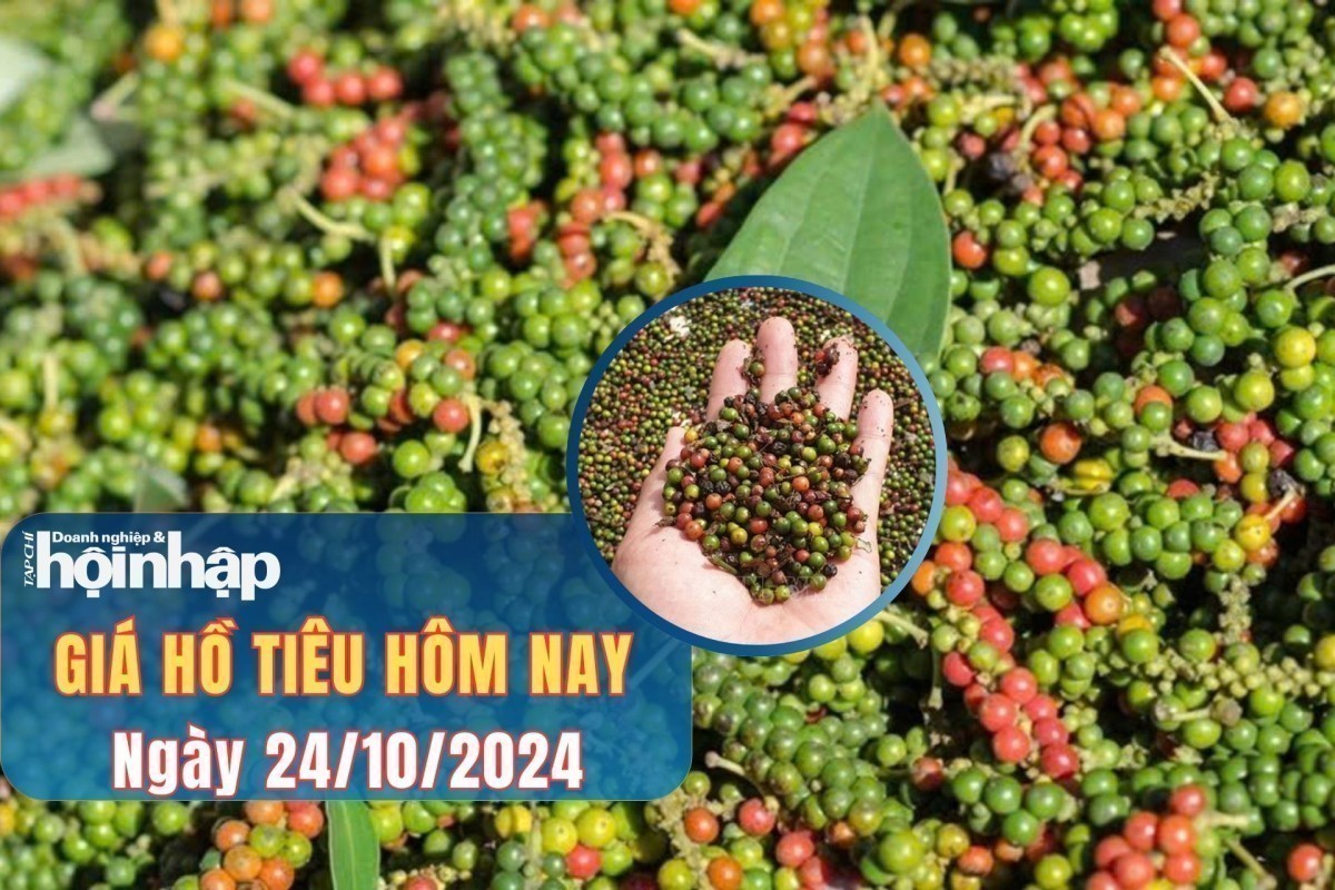 Giá tiêu hôm nay 24/10: Thị trường trong nước đồng loạt tăng Giá tiêu hôm nay 24/10: Thị trường trong nước đồng loạt tăng