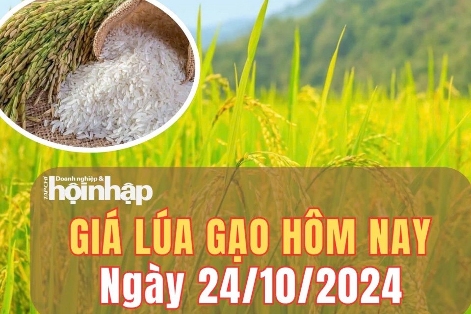 Giá lúa gạo hôm nay 24/10/2024: Gạo xuất khẩu 5% tấm giảm 2 USD/tấn, ở mức 538 USD/tấn.