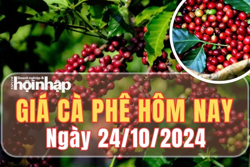 Giá cà phê hôm nay 24/10/2024: Cà phê trong nước giảm mạnh từ 1.600 – 2.000 đồng/kg