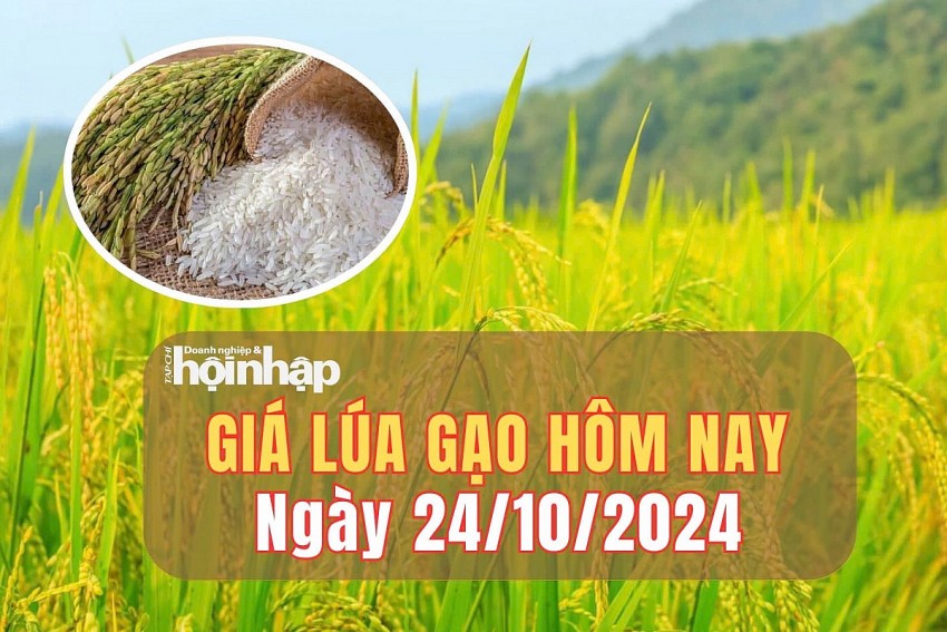 Giá lúa gạo hôm nay 24/10/2024: