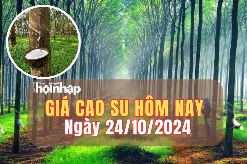 Giá cao su hôm nay 24/10/2024: