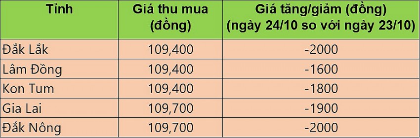 Giá cà phê hôm nay 24/10/2024: Cà phê trong nước giảm mạnh từ 1.600 – 2.000 đồng/kg