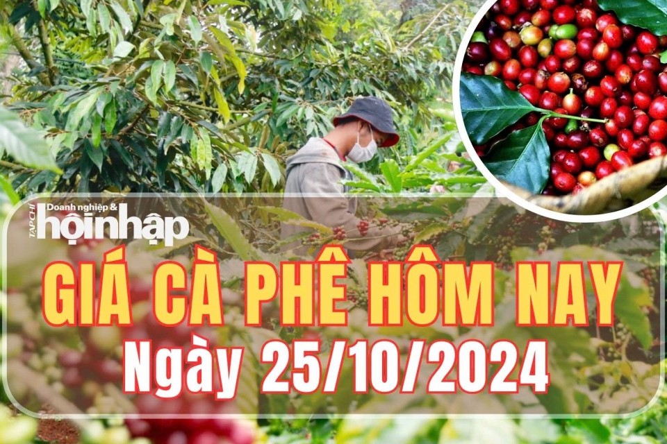 Giá cà phê hôm nay 25/10/2024: Cà phê trong nước tăng nhẹ từ 100 - 400 đồng/kg