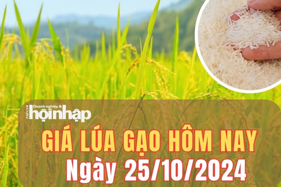 Giá lúa gạo hôm nay 25/10/2024: Giá lúa gạo trong nước và xuất khẩu ổn định