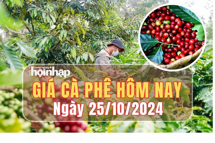 Giá cà phê hôm nay 25/10/2024: