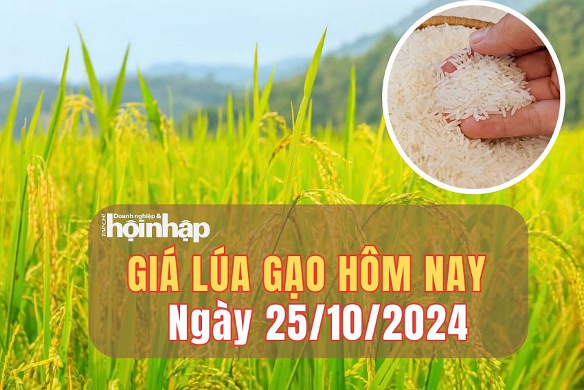 Giá lúa gạo hôm nay 25/10/2024: