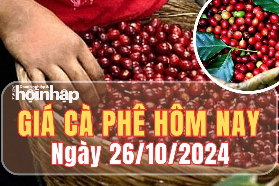 Giá cà phê hôm nay 26/10/2024: Giá cà phê trong nước giảm 1.200 đồng/kg