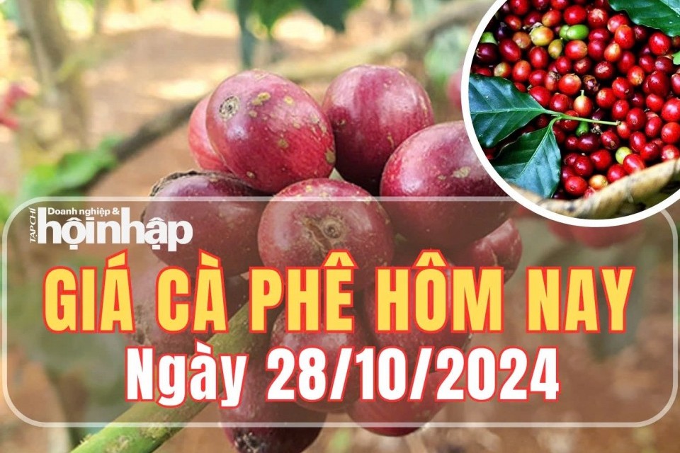 Giá cà phê hôm nay 28/10/2024: Giá cà phê Arabica trên sàn New York tăng