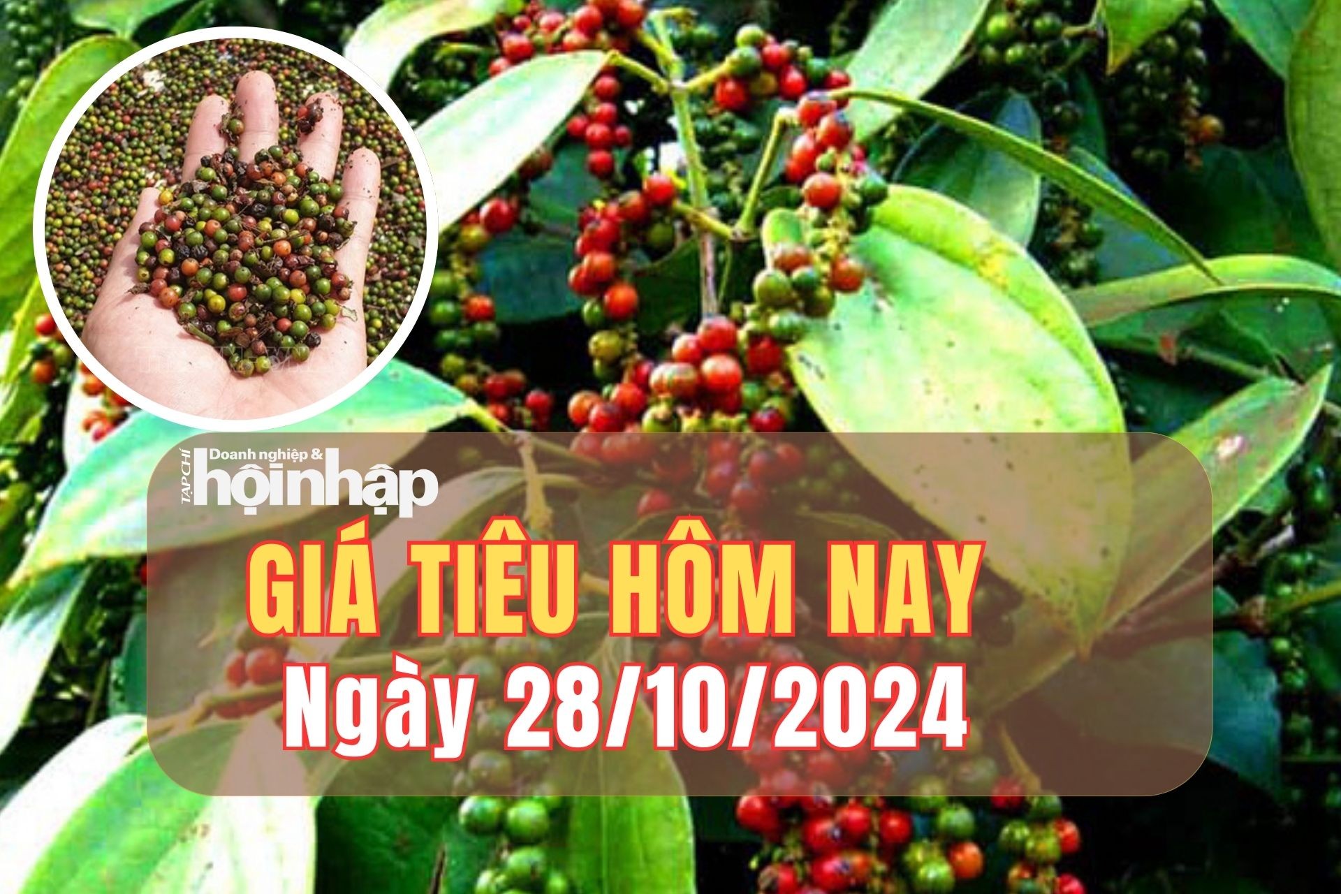 Giá tiêu hôm nay 28/10/2024: Giá tiêu tại tỉnh Đắk Nông giảm 500 đồng/kg