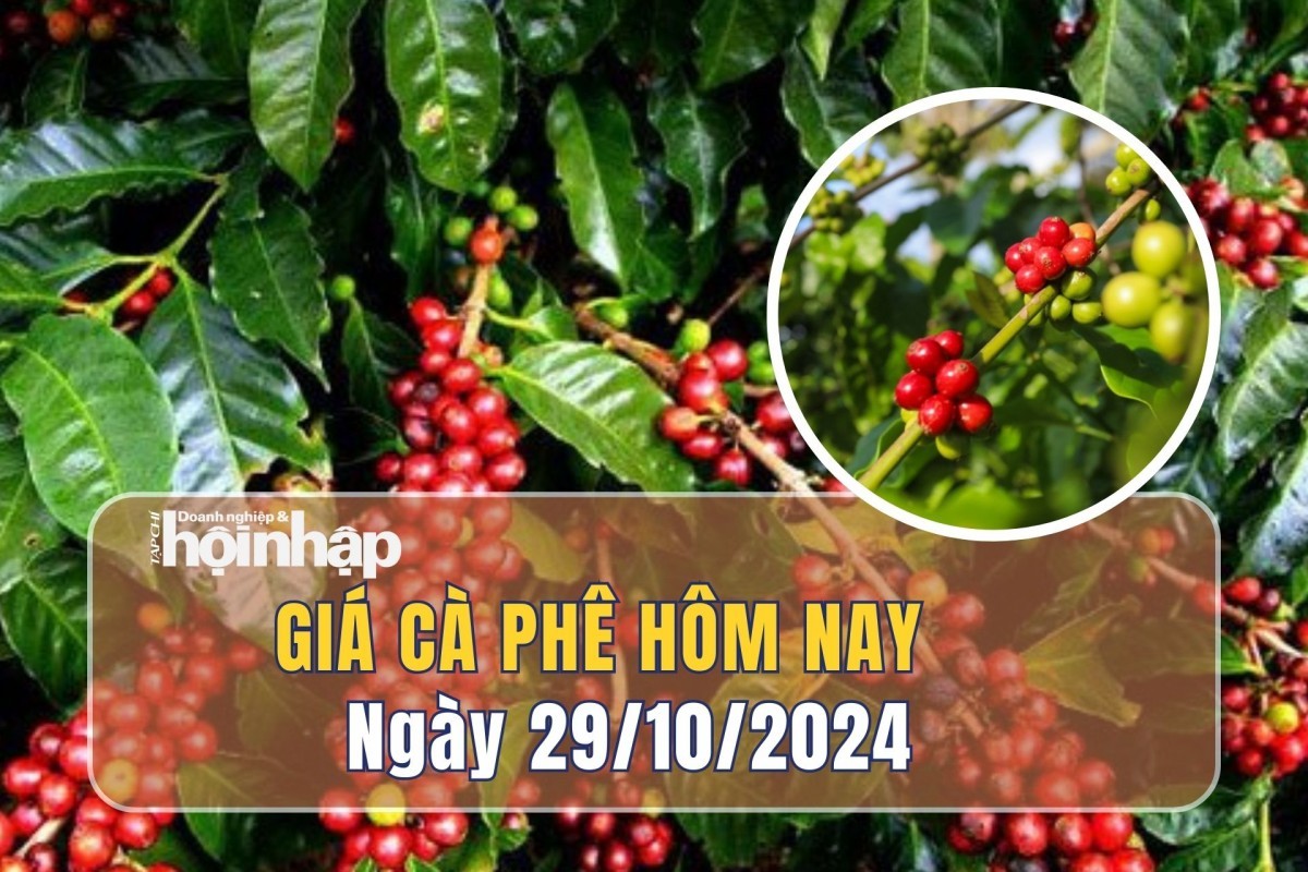 Giá cà phê hôm nay 29/10: Giá cà phê trong nước tiếp đà giảm 800 - 900 đồng/kg