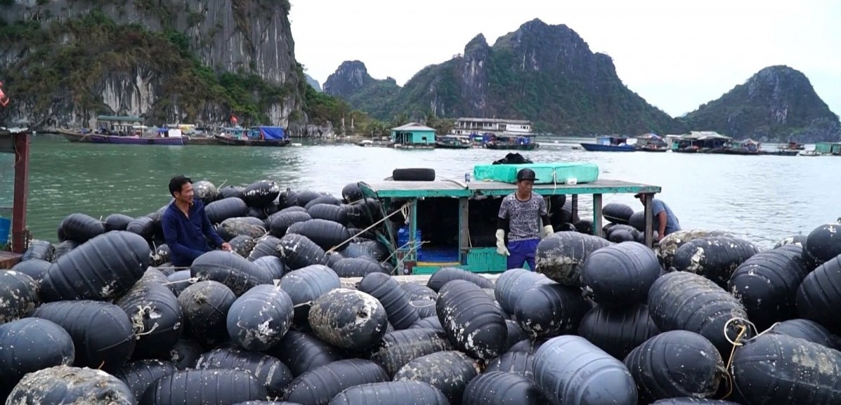 Quảng Ninh đẩy mạnh các biện pháp phục hồi nông, lâm, thủy sản sau bão số 3