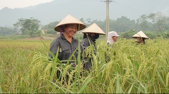 Yên Bái: Tập trung khôi phục sản xuất nông nghiệp do ảnh hưởng hoàn lưu cơn bão số 3