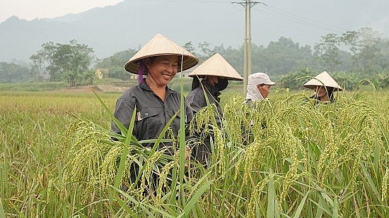 Yên Bái: Tập trung khôi phục sản xuất nông nghiệp do ảnh hưởng hoàn lưu cơn bão số 3