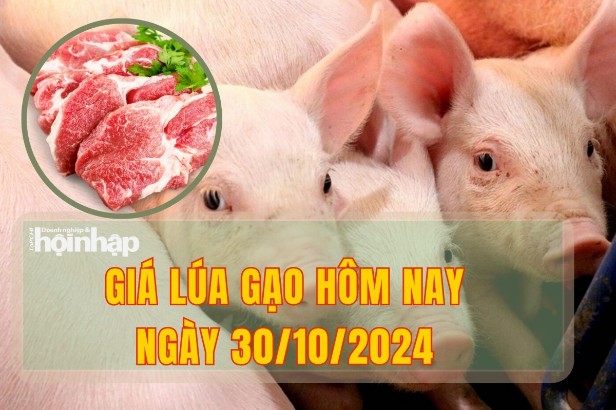 Giá heo hơi hôm nay 30/10: Giảm nhẹ 1.000 đồng/kg tại hai tỉnh miền Nam